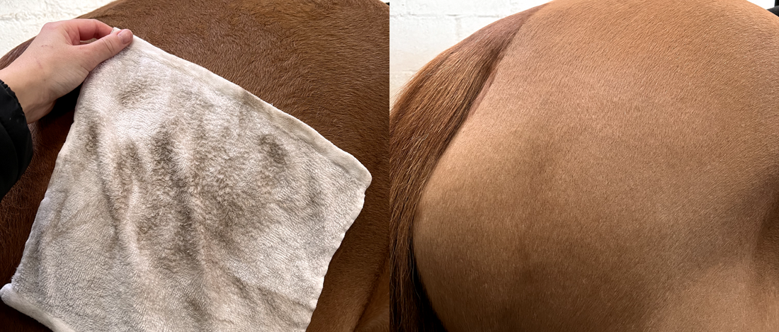 How to Hot Towel in Winter For a Shiny Coat