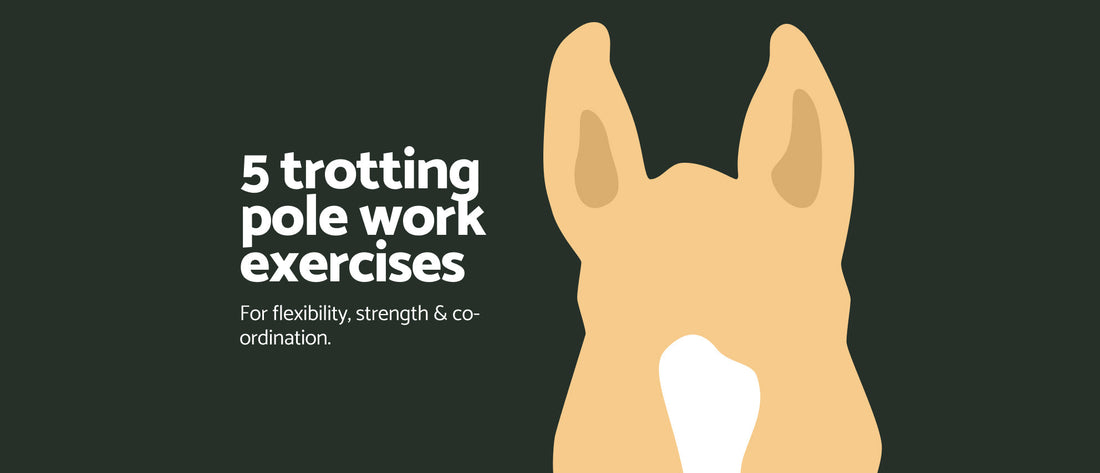 5 Trotting Pole Work Exercises for Flexibility, Strength & Co-ordination