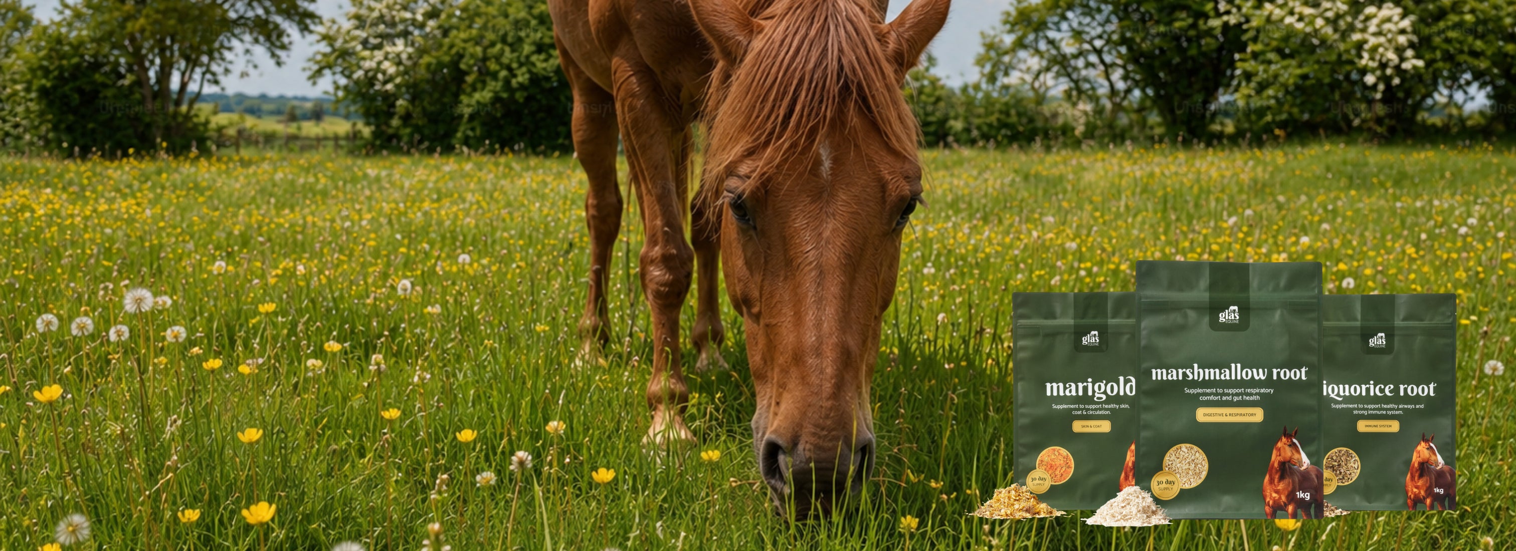 Glas Equine