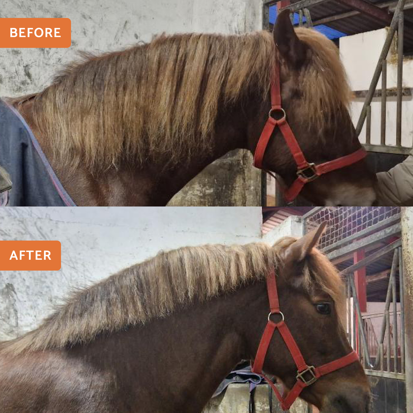 Wooden Mane & Tail Thinning Knife - Glas Equine