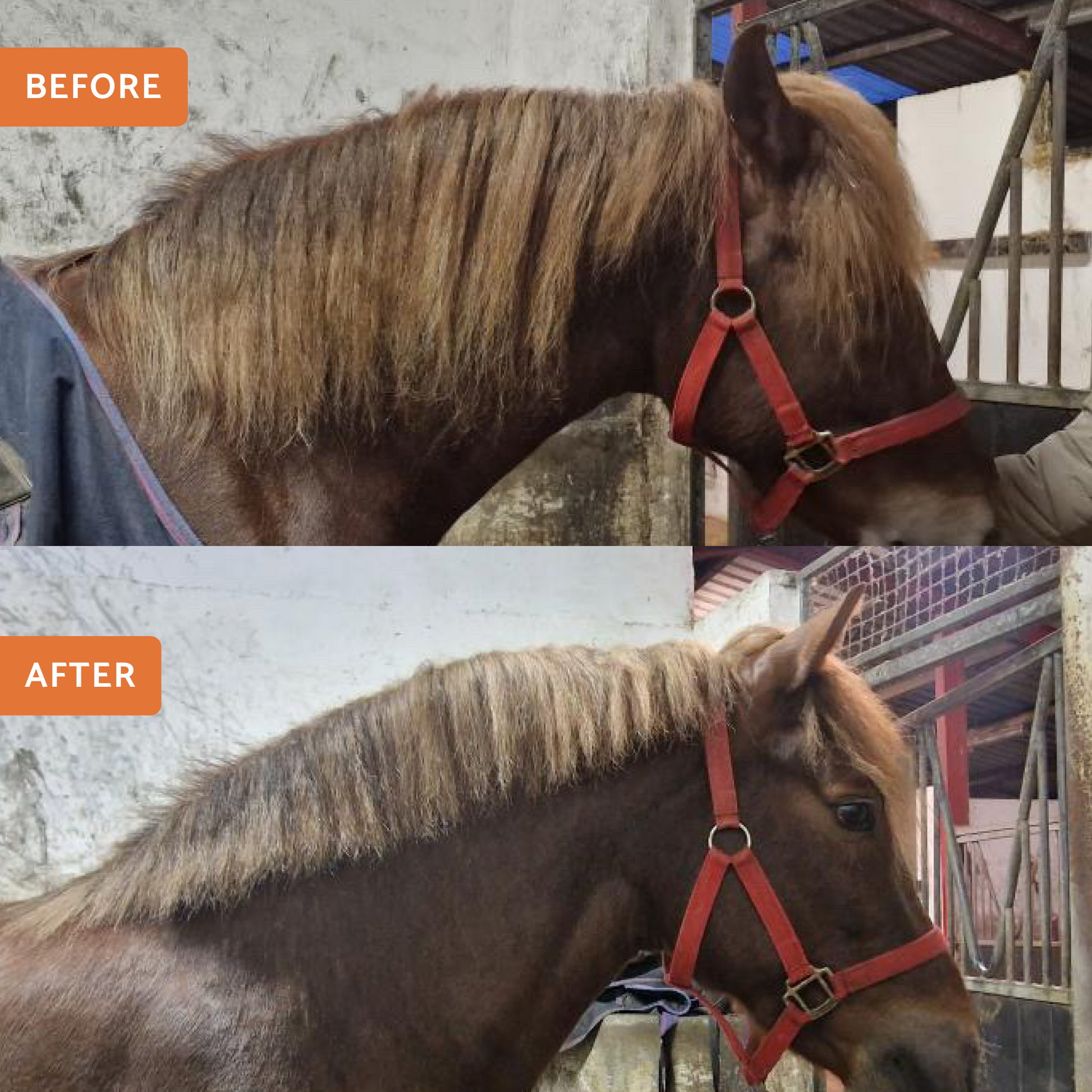 Wooden Mane & Tail Thinning Knife - Glas Equine