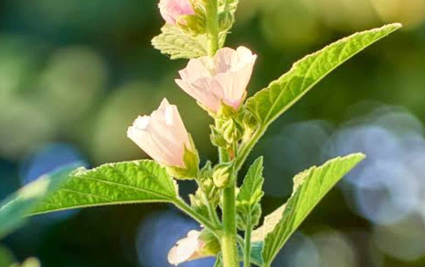 Marshmallow Root Benefits for Horses: From Digestion to Breathing Comfort