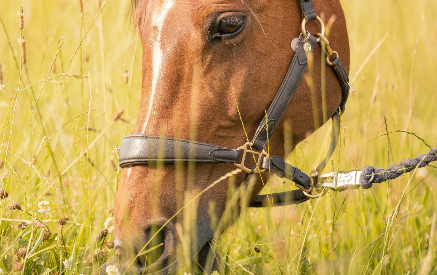 What Supplement is Best For My Horse? A Guide to the Right Choice