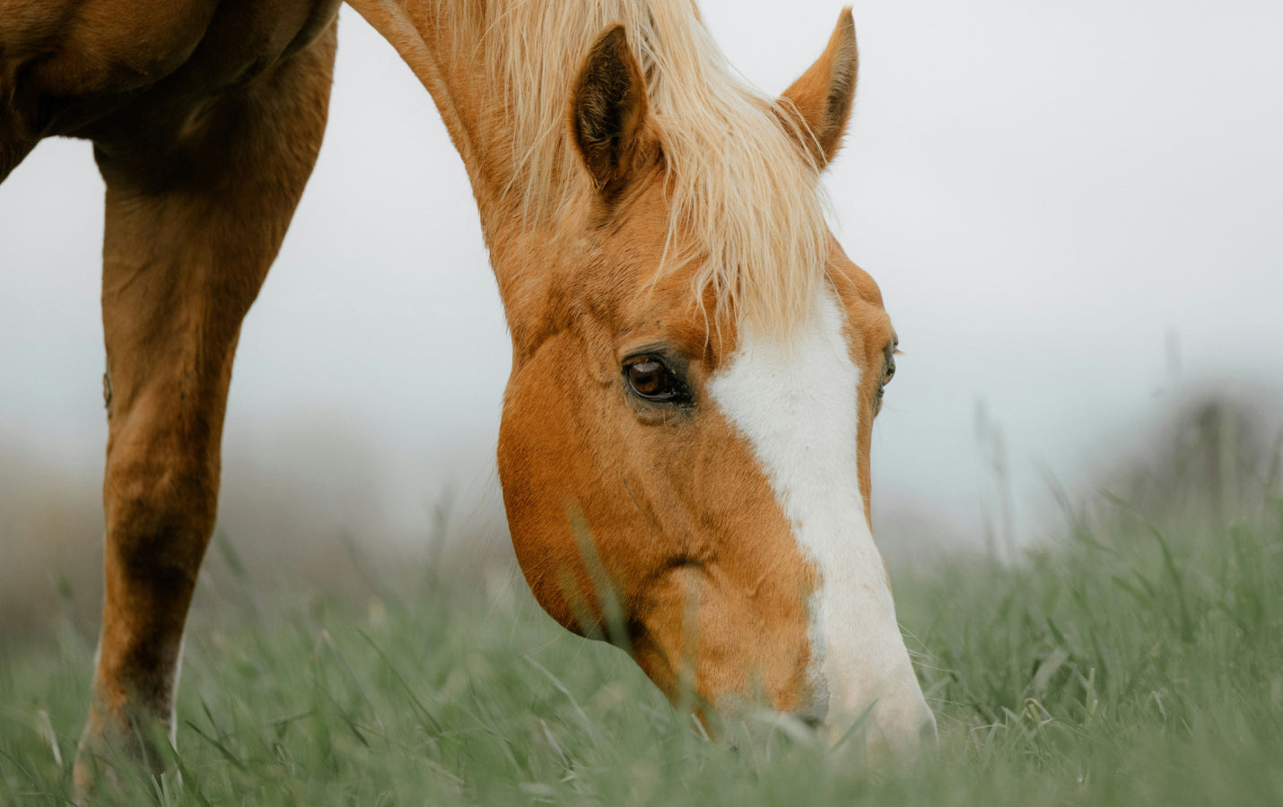 Why We Choose Natural Over Synthetic Supplements for Horses