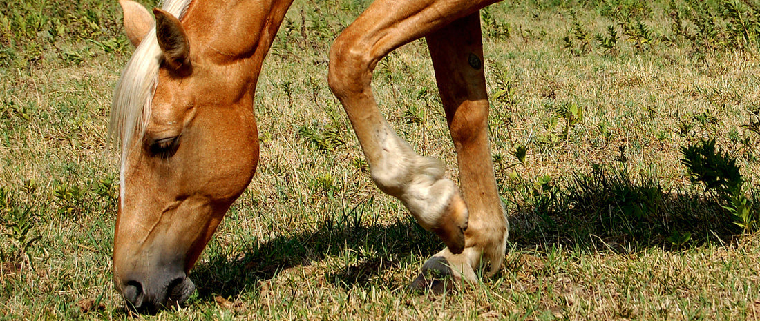 What Supplement is Best For My Horse? A Guide to the Right Choice