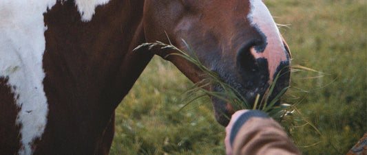 Why We Choose Natural Over Synthetic Supplements for Horses