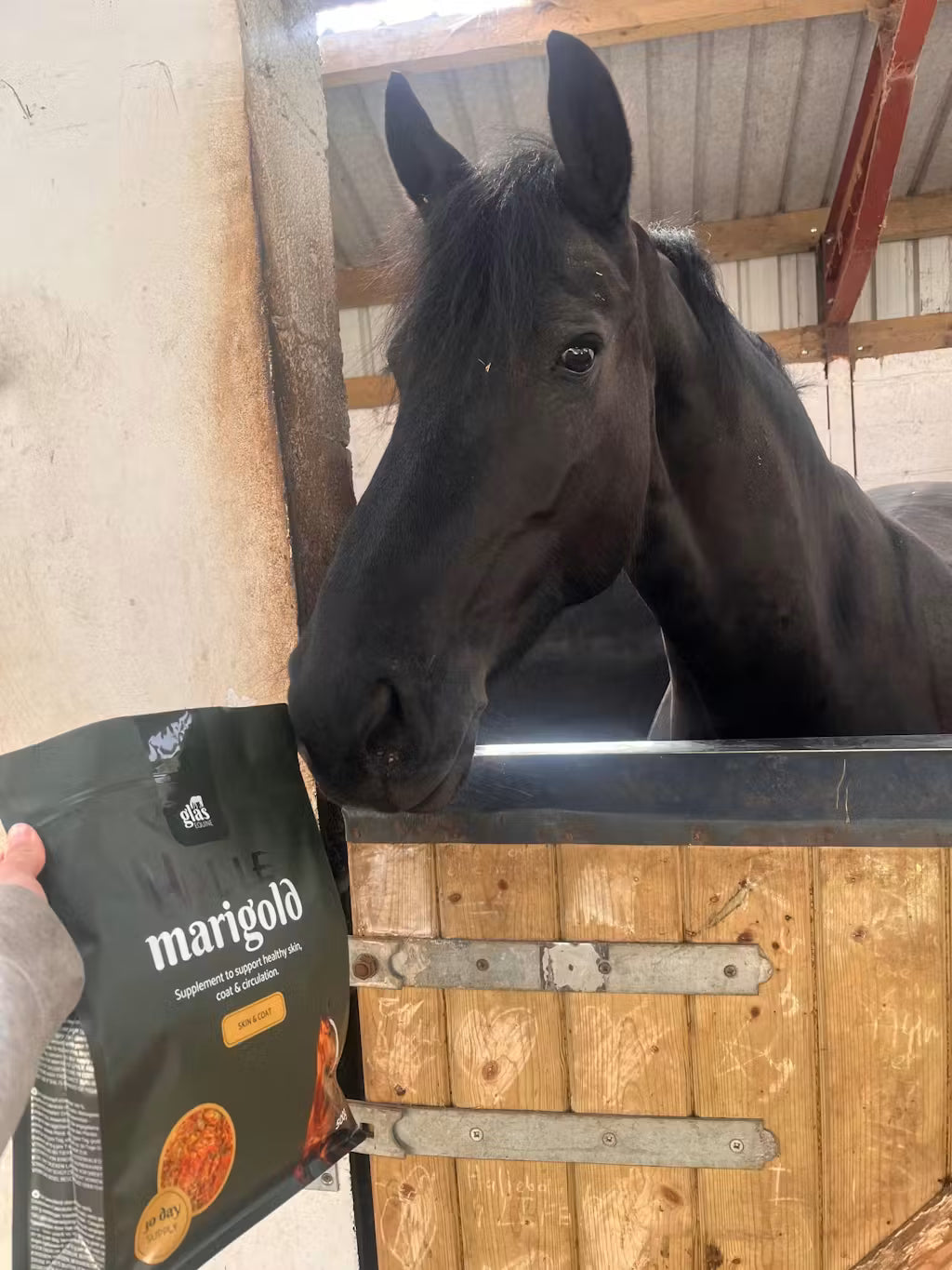 Glas Equine