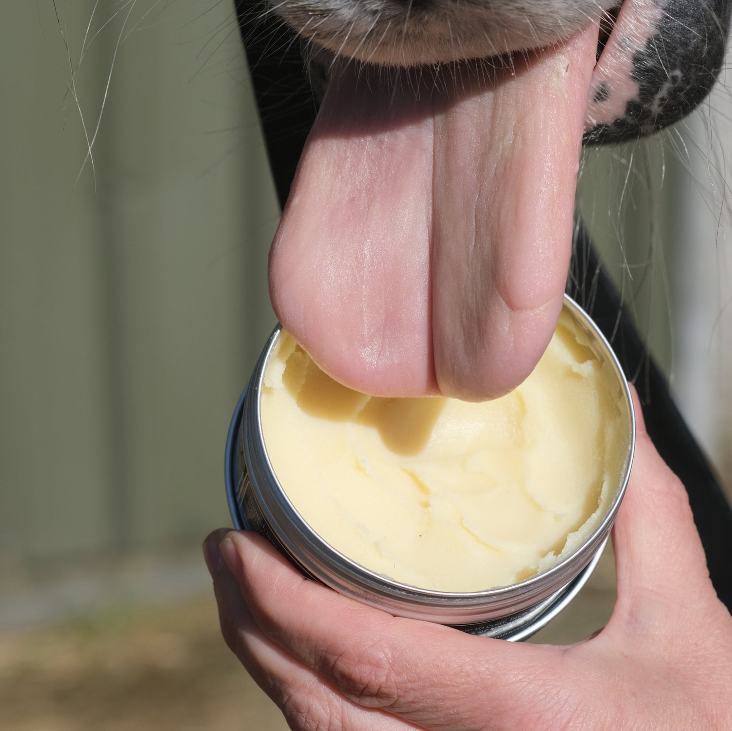 Peppermint Bit Butter