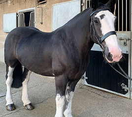 Glas Equine