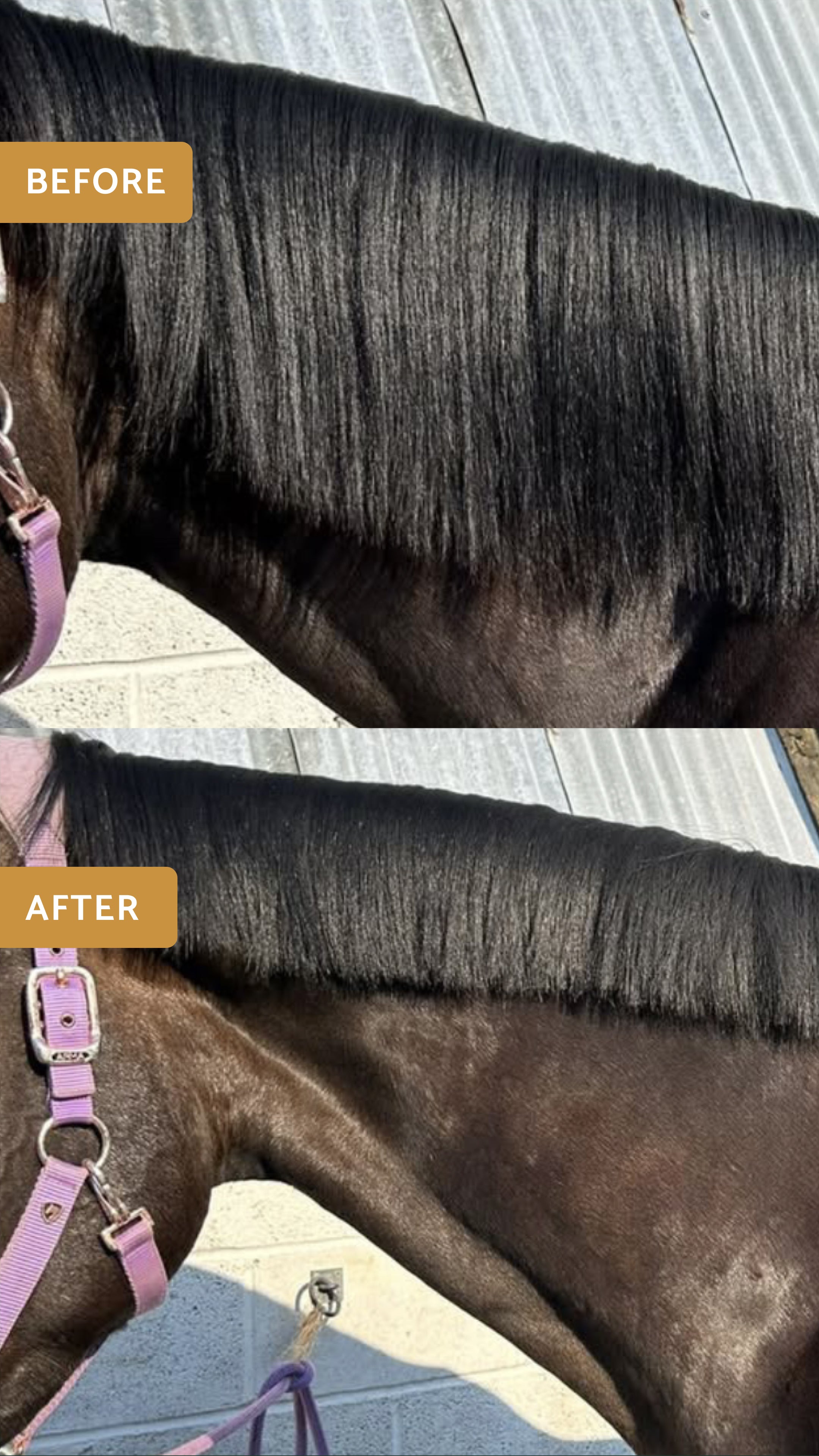 Glas Equine