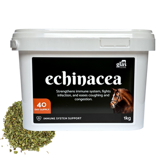 Echinacea Immune System Support - Glas Equine