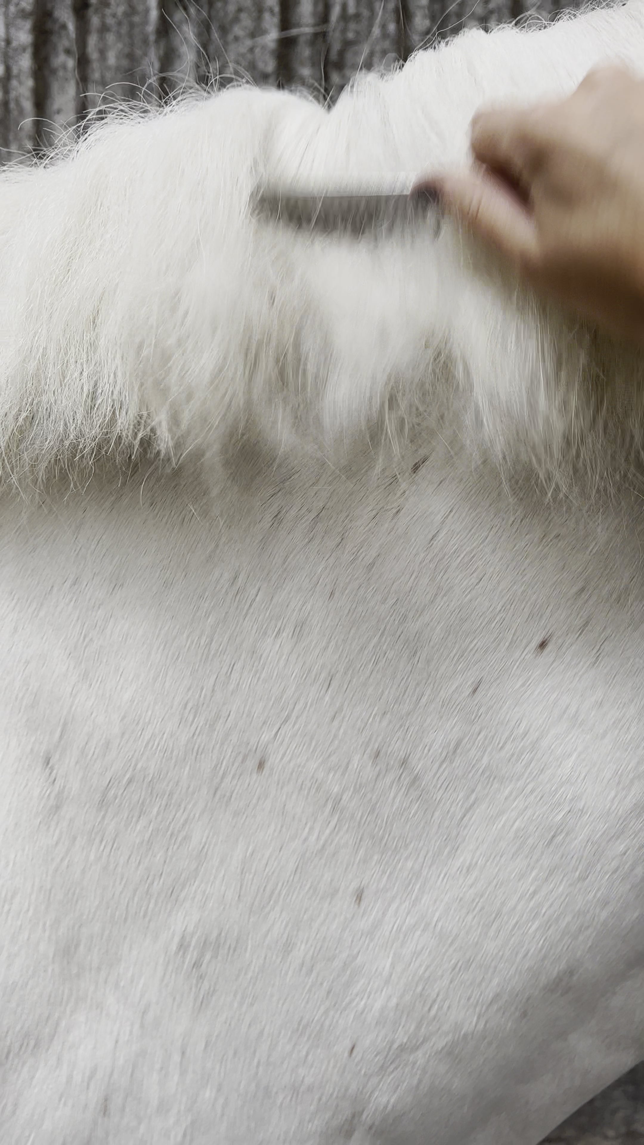 Wooden Mane Pulling Comb