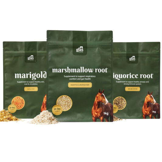 Winter Blend Immune Bundle