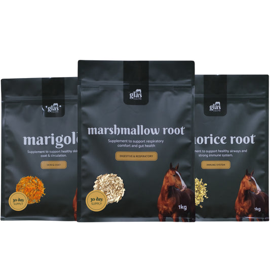 Winter Blend Immune Bundle